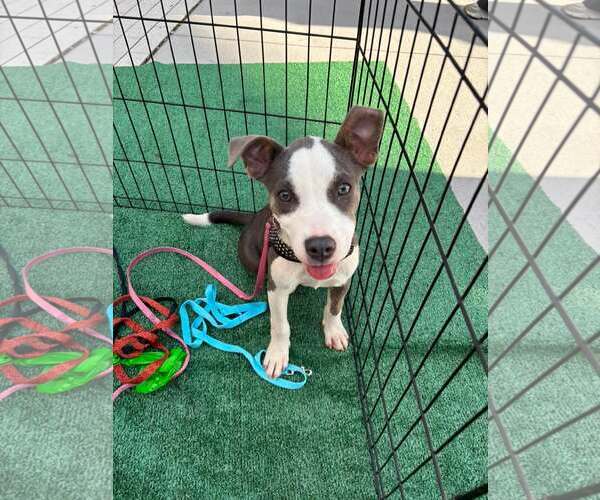 Medium Photo #1 Mutt Puppy For Sale in Greenville, SC, USA