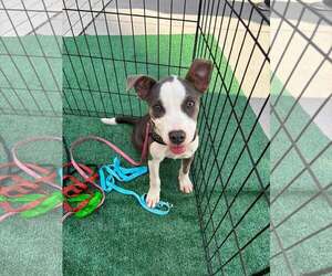 Mutt Dogs for adoption in Greenville, SC, USA