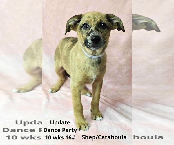 Medium Photo #5 Catahoula Leopard Dog-Unknown Mix Puppy For Sale in pomfret, CT, USA