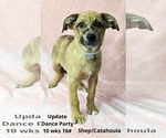 Small #4 Catahoula Leopard Dog Mix