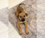 Small #4 Rhodesian Ridgeback Mix