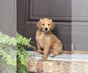 Goldendoodle Puppy for sale in RICHMOND, IN, USA