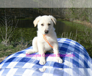 German Shepherd Dog Puppy for sale in PIEDMONT, MO, USA