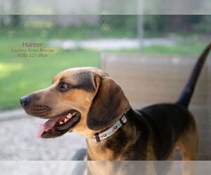 Beagle-Unknown Mix Dogs for adoption in Manchester, MO, USA