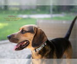 Small Beagle Mix