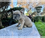 Small Photo #172 French Bulldog Puppy For Sale in HAYWARD, CA, USA