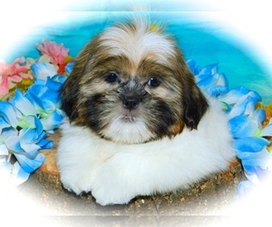 Shih Tzu Puppy for sale in HAMMOND, IN, USA