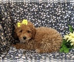Small #5 Poodle (Miniature)