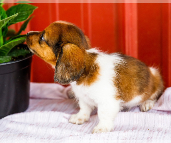 Medium Photo #56 Dachshund Puppy For Sale in WAKARUSA, IN, USA