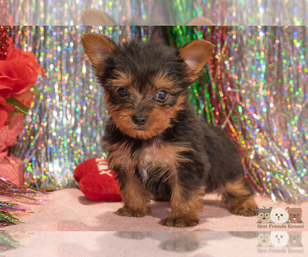 Medium Photo #2 Yorkshire Terrier Puppy For Sale in SAFFORD, AZ, USA