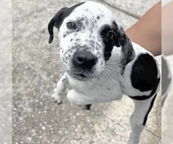 Medium Photo #1 Mutt Puppy For Sale in Houston, TX, USA