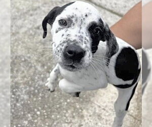 Mutt Dogs for adoption in Houston, TX, USA