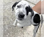 Small Mutt
