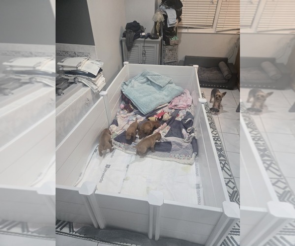 Medium Photo #5 Vizsla Puppy For Sale in PINCKNEY, MI, USA