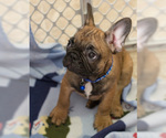 Small Photo #12 French Bulldog Puppy For Sale in MILWAUKEE, WI, USA