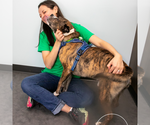 Small #7 American Staffordshire Terrier-Boxer Mix