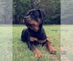 Small #17 Rottweiler