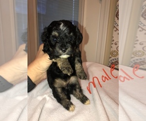 Maltipoo Puppy for sale in DOUGLAS, GA, USA