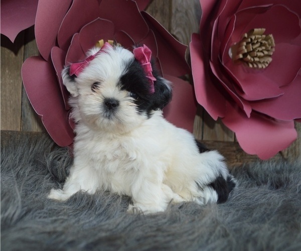 Medium Photo #6 Shih Tzu Puppy For Sale in HONEY BROOK, PA, USA