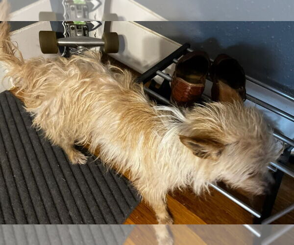 Medium Photo #3 Mutt Puppy For Sale in Grafton, WI, USA
