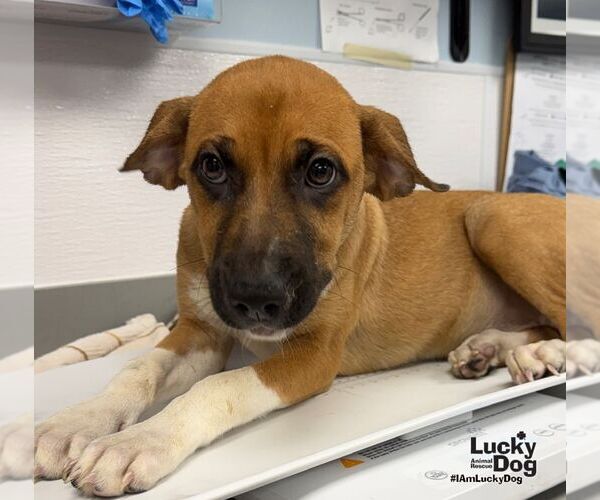 Medium Photo #1 Labrador Retriever-Unknown Mix Puppy For Sale in Washington, DC, USA