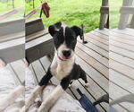 Small #3 American Pit Bull Terrier Mix