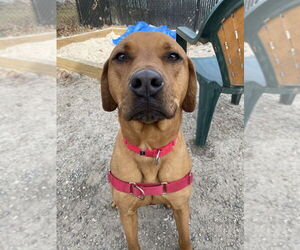 Stetson - Male Mutt Dog for Adoption - Photo #9