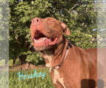 Small Photo #4 American Staffordshire Terrier-Unknown Mix Puppy For Sale in HOUSTON, TX, USA
