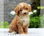 Small #2 Poodle (Miniature)