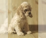 Puppy Waffles Jr Cocker Spaniel