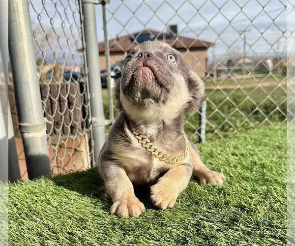 Medium Photo #13 French Bulldog Puppy For Sale in LOUISVILLE, KY, USA