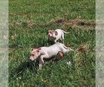 Small Photo #2 American Pit Bull Terrier-Unknown Mix Puppy For Sale in Portland, IN, USA
