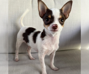 Chihuahua Dogs for adoption in Raleigh, NC, USA