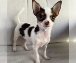 Casanova - Male Chihuahua Dog for Adoption - Small photo