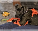 Small Photo #6 Presa Canario Puppy For Sale in MORGANTOWN, WV, USA