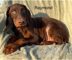 Puppy Raymond Doberman Pinscher