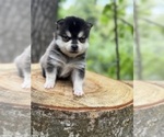 Small #2 Alaskan Klee Kai-Pomsky Mix