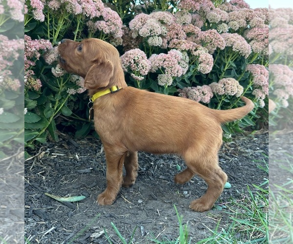 Medium Photo #4 Golden Irish Puppy For Sale in WOLCOTT, IN, USA