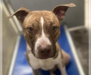 Mutt Dogs for adoption in Woodland, CA, USA