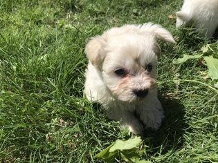 Havanese Puppy for sale in GRAND PRAIRIE, TX, USA