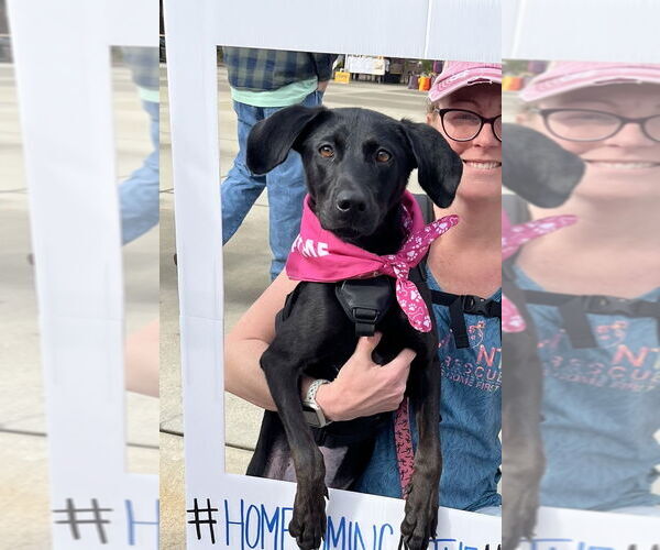 Medium Photo #5 Labrador Retriever-Unknown Mix Puppy For Sale in Mooresville, NC, USA