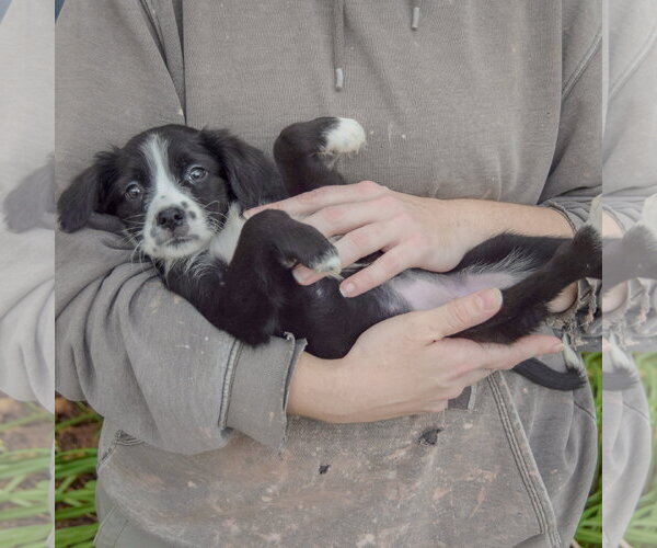 Medium Photo #5 Mutt Puppy For Sale in Huntley, IL, USA
