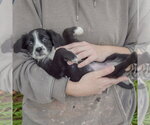 Small #4 Mutt