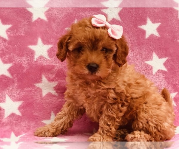 Medium Photo #3 Poodle (Toy) Puppy For Sale in CLAY, PA, USA
