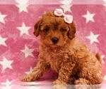 Small Photo #3 Poodle (Toy) Puppy For Sale in CLAY, PA, USA