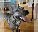 Small #2 American French Bull Terrier