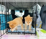 Small Photo #3 Shiba Inu Puppy For Sale in FREMONT, CA, USA