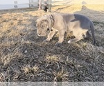 Small Photo #21 Great Dane Puppy For Sale in OLATHE, CO, USA