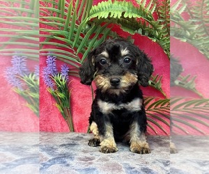 Poodle (Miniature) Puppy for Sale in MARTINSVILLE, Indiana USA