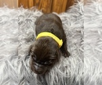 Small #5 Labrador Retriever